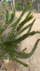 Melaleuca quadrifida, photograph (c) Millie Brady, some rights reserved (CC BY)