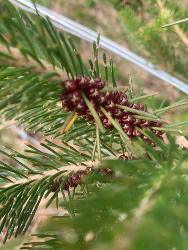 Melaleuca quadrifida, photograph 6