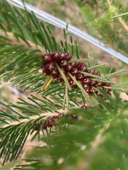 Melaleuca quadrifida, photograph (c) Millie Brady, some rights reserved (CC BY)