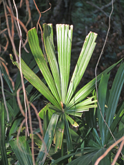 Licuala spinosa