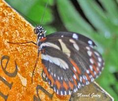 Heliconius atthis