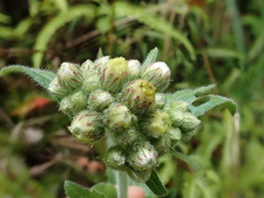 Eschenbachia japonica