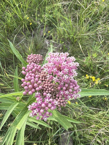 swamp milkweed