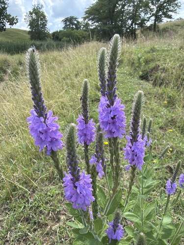 hoary vervain