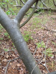 Castanea pumila