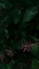 Lonicera