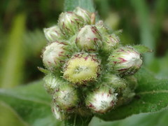 Eschenbachia japonica