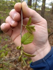 Castanea pumila