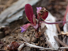 Collinsia parviflora, photograph (c) elik03, some rights reserved (CC BY)