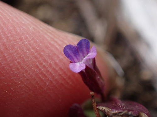 Collinsia parviflora, photograph 4