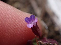 Collinsia parviflora, photograph (c) elik03, some rights reserved (CC BY)
