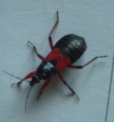 Prostemma aeneicolle