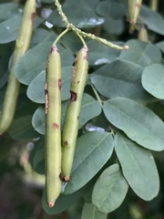 Indigofera jucunda