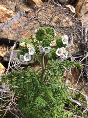 Phacelia lyonii