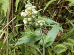 Eschenbachia japonica