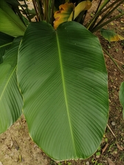 Calathea lutea