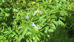 Salvia uliginosa