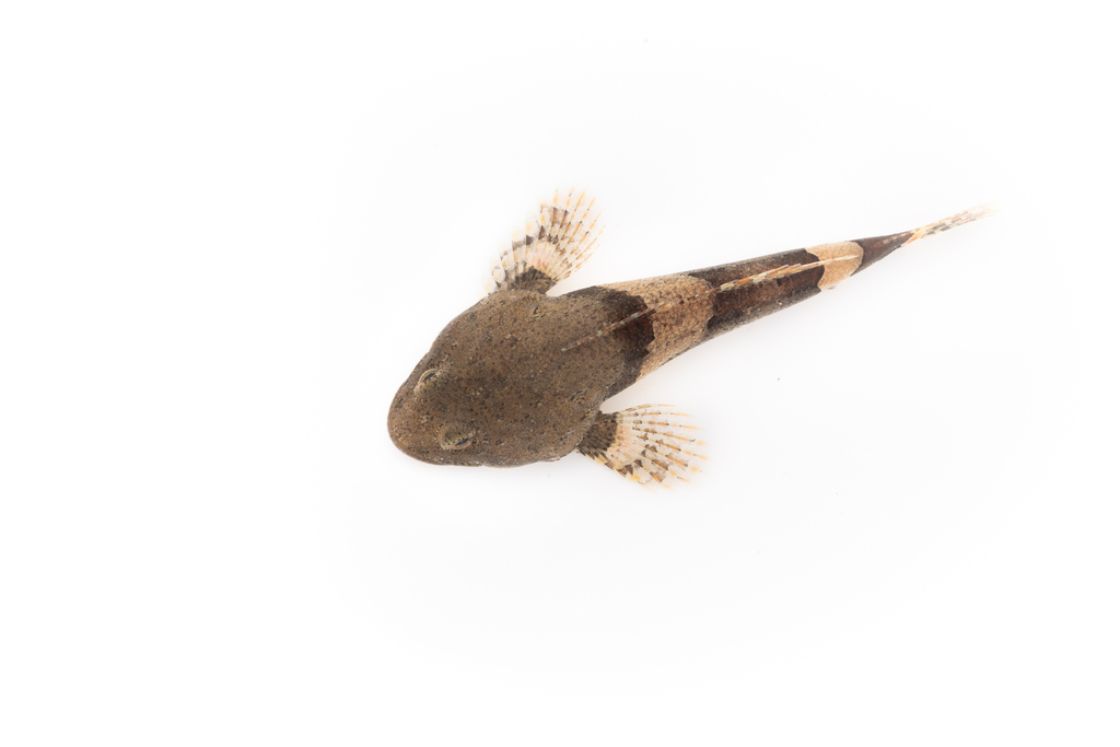 Snowy sculpin