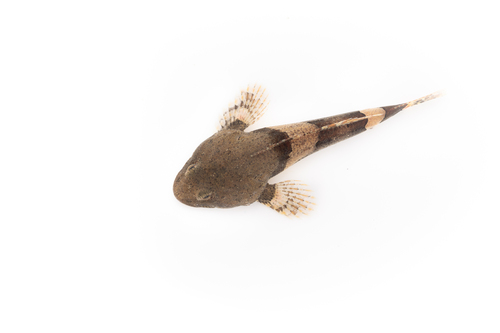 Snowy sculpin
