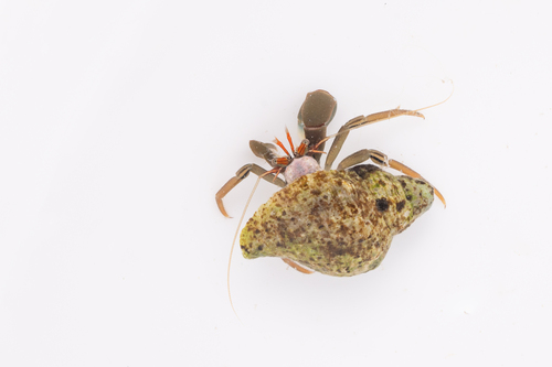 Neptunea arthritica observed 2026-07-03