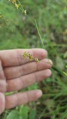 Carex rosea