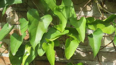 Aristolochia triangularis