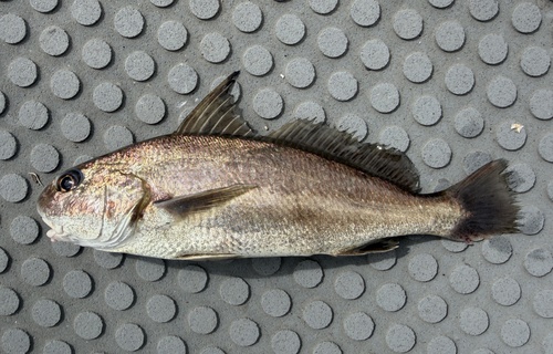 Australian croaker (Johnius australis) — Sciaenidae — 2