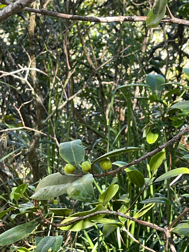 Melicope anisata observed 2026-06-30
