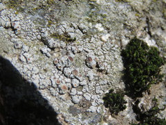 Lecanora horiza