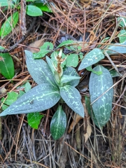 Goodyera schlechtendaliana