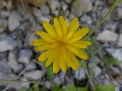 Hyoseris radiata