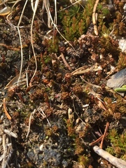 Atrichum tenellum