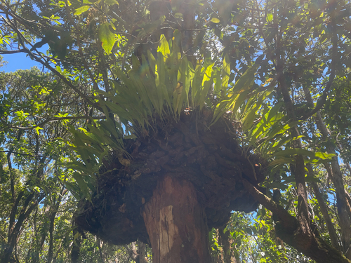Elaphoglossum aemulum observed 2026-06-30