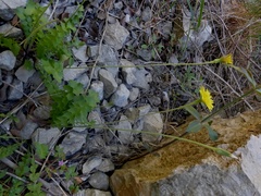 Hyoseris radiata