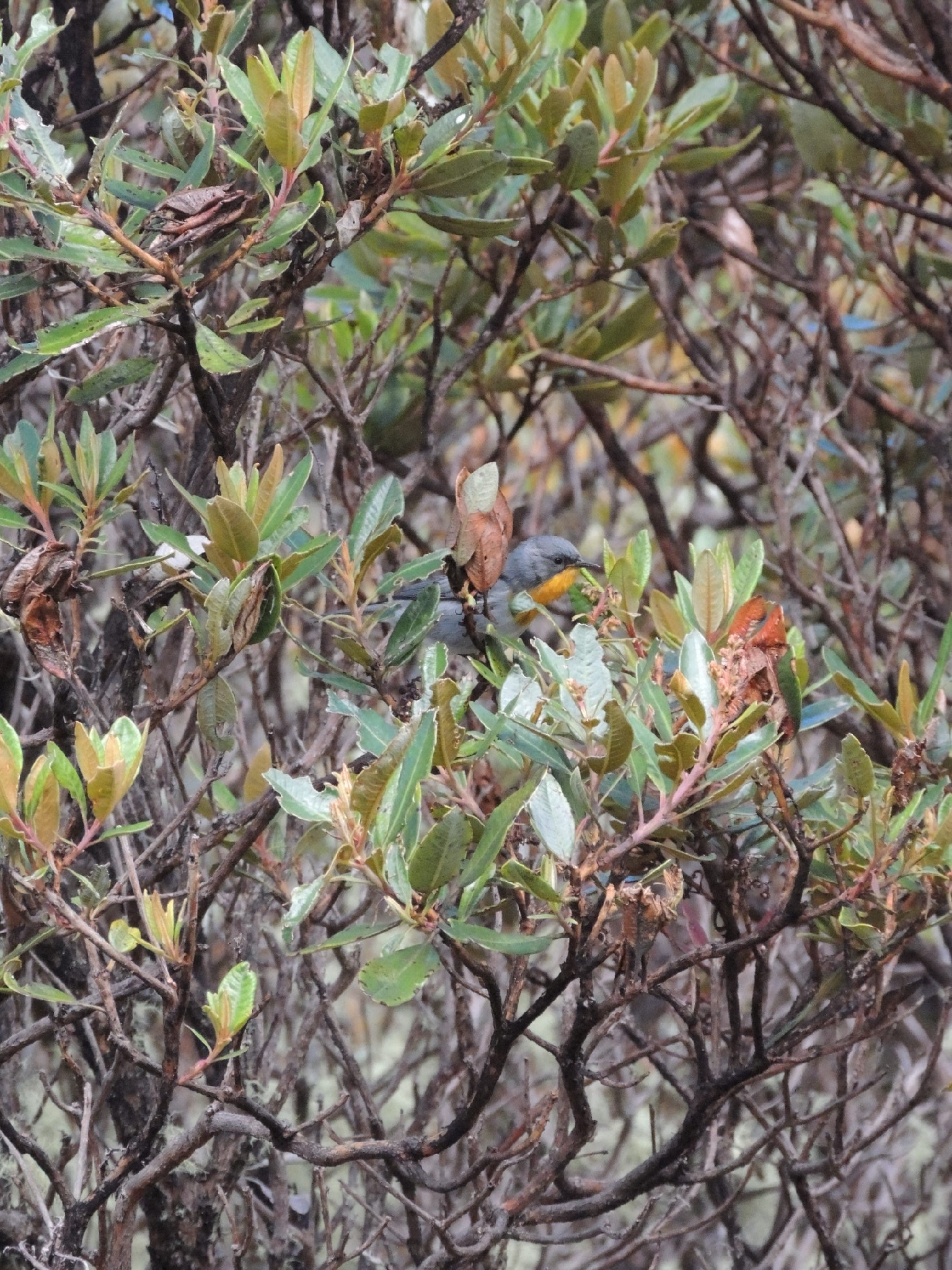 Flame-throated Warbler (Oreothlypis gutturalis), photo 7
