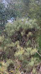 Allocasuarina humilis, photograph (c) Millie Brady, some rights reserved (CC BY)