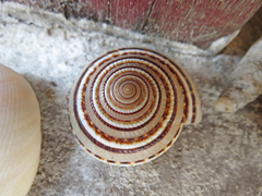 Architectonica