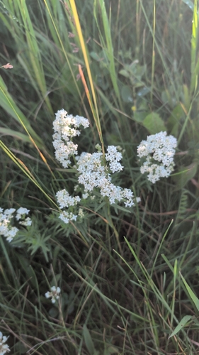 Northern Bedstraw