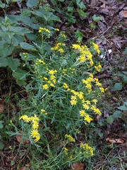Senecio squalidus