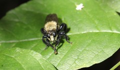 Laphria flavicollis
