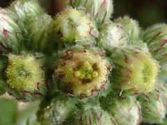 Eschenbachia japonica