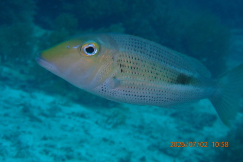 Lethrinus semicinctus observed 2026-07-02