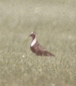 iNaturalist image