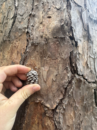 Pinus echinata, photograph 6