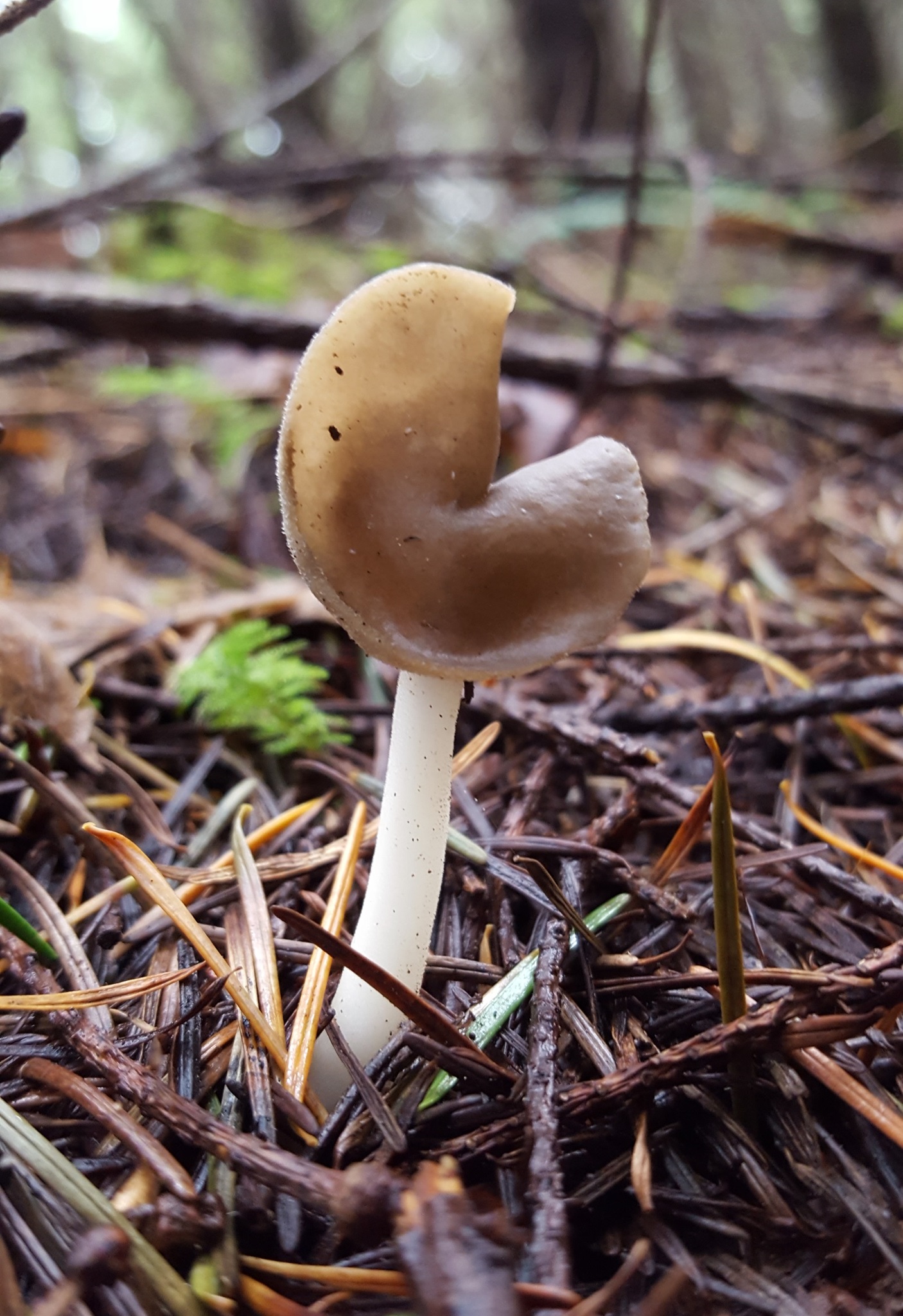 Helvella compressa image