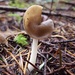 Helvella compressa - Photo (c) Alex Abair, some rights reserved (CC BY-NC), uploaded by Alex Abair