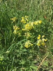 Primula elatior