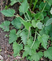 Campanula trachelium
