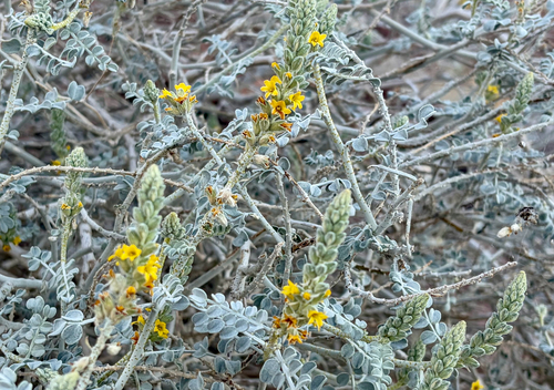 Errazurizia megacarpa, 2026-02-05