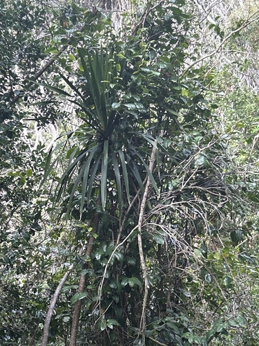 Dracaena aurea observed 2026-07-05